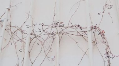 Mimari stil modernizm kasabası Viborg 'da Alvar Aalto Kütüphanesi binası