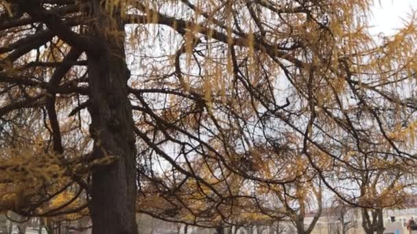 Żółty conifer bajki fantasy jasny kolor park — Wideo stockowe