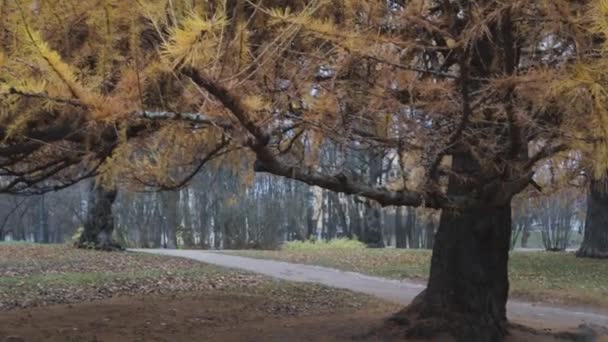 Жовта хвойна казка фентезі яскравий кольоровий парк — стокове відео