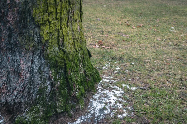 北側の木の樹皮に緑の苔があり — ストック写真