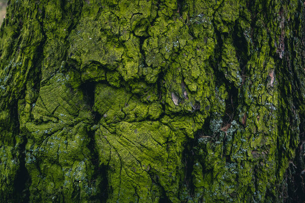 зелень на коре дерева на северной стороне