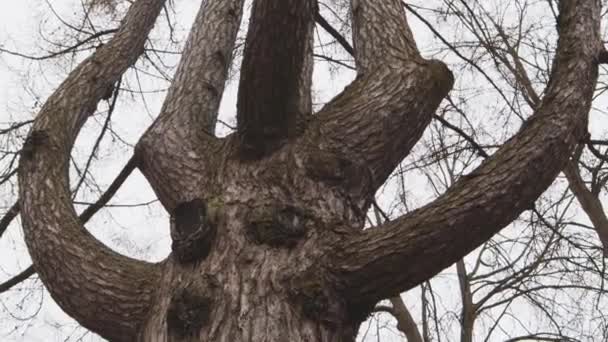 Fairy Tree Character Hands Branches Face Mystical Forest Fantasy Monster — Stock Video