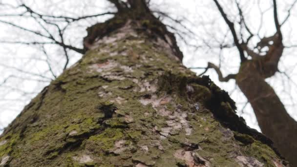 Mech Zelený Kůře Stromu Severní Straně Textury Dřeva — Stock video