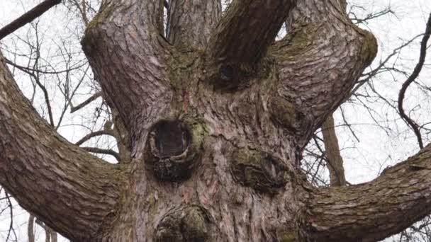 Pohádkový Strom Znakové Ruce Větve Tvář Mystické Lesní Fantasy Monstrum — Stock video