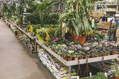 Bahçıvanın dükkan çiçekleri ve bitki tezgahı besin toprağı yeşili