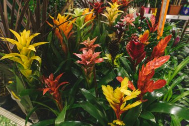 Bahçıvanın dükkan çiçekleri ve bitki tezgahı besin toprağı yeşili