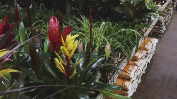 Kertészeti Bolt Virágok Növényi Üvegházhatású Számláló Táptalaj Zöld — Stock videók