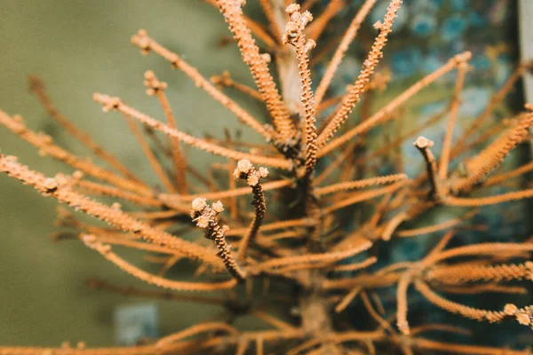 Noel ladin ağacının geri dönüşümü için kuru eko ev içi kullanıldı 