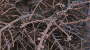 Noel ladin ağacının geri dönüşümü için kuru eko ev içi kullanıldı