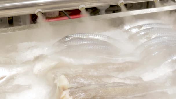 Congelación Pescado Fresco Supermercado Deliciosos Productos Entrega Mar Almacenamiento Refrigerado — Vídeo de stock