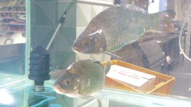 Żywe Ryby Świeżo Ugotowane Supermarkecie Akwarium — Wideo stockowe