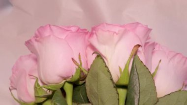 Bir buket güzel pembe gül kemerli yay düğümü hediye eden kadın.