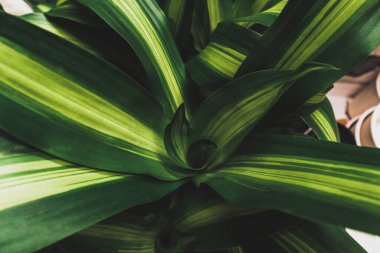 Dracaena kokuları Massangeana tropikal Afrika çalı yaprağı deseni doğa