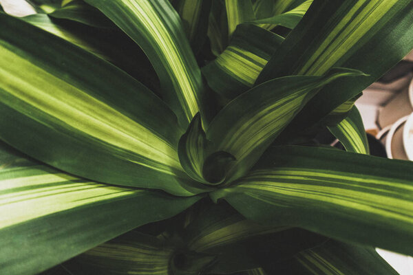 Dracaena fragrans massangeana tropical African bush leaf pattern nature