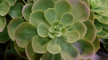 Sempervivum Doğu Asya çiçeği tropik desen dokusu doğa