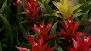 Bromelia egzotik tropik çiçek Güney Amerika lif malzemeleri kırmızı sarı içmek için