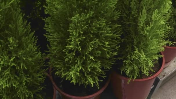 Zypresse Einem Topf Mediterranen Tropischen Busch Textur Blume Makro — Stockvideo