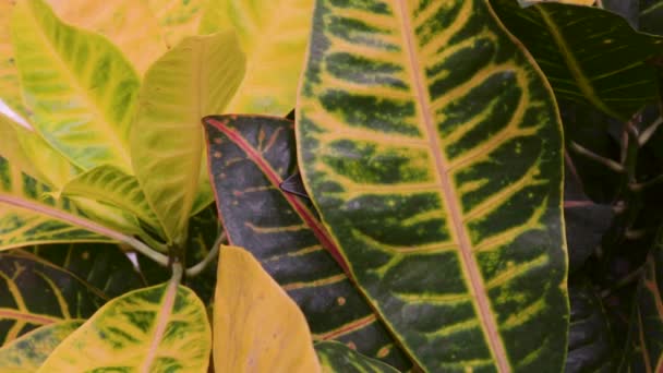 コディアエウムクロトンテクスチャ色の花は熱帯のパターン自然植物緑のオレンジの葉 — ストック動画