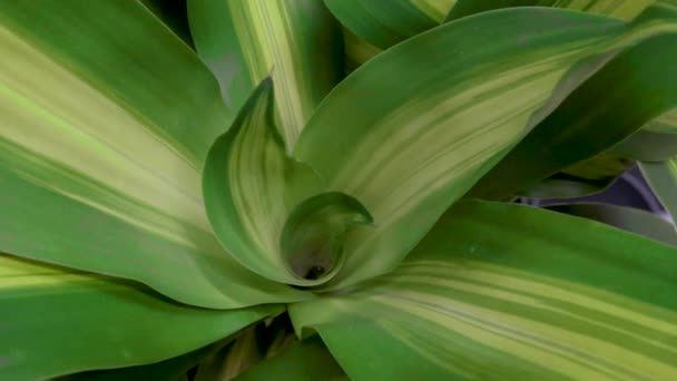Dracaena Fragrans Massangeana Tropical African Bush Leaf Pattern Nature — Video