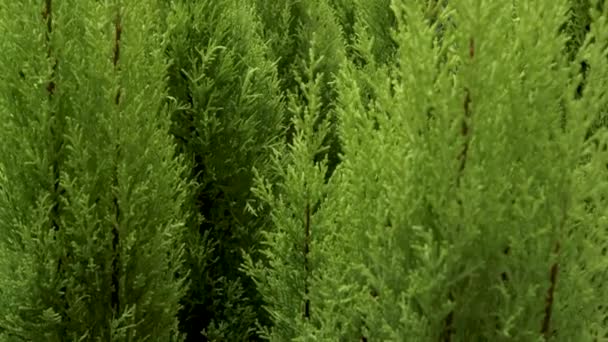 Cypress Kruka Medelhavet Tropisk Buske Konsistens Blomma Makro — Stockvideo