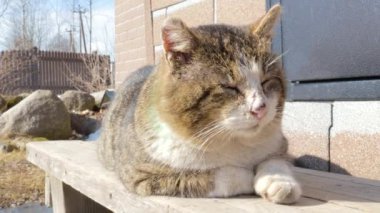 Kedi dövüşçüsü kendi bölgesindeki verandada yatıyor. Güneşin tadını çıkarıyor. 