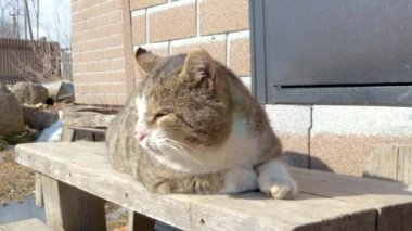 Kedi dövüşçüsü kendi bölgesindeki verandada yatıyor. Güneşin tadını çıkarıyor. 
