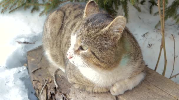 Combattente Gatto Trova Sul Portico Nel Suo Territorio Crogiola Nel — Video Stock