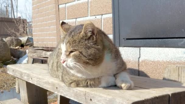 Caça Gato Encontra Alpendre Seu Território Banha Aldeia Sol — Vídeo de Stock