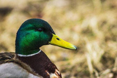 Güzel yeşil ördek kafası sarı gagalı doğa kuşu