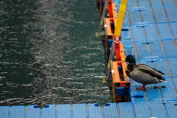 Duck Śmieszne Basenie Uczy Się Pływać Koncepcja Lekcji — Zdjęcie stockowe