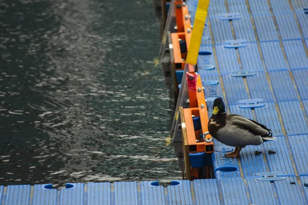 Duck Śmieszne Basenie Uczy Się Pływać Koncepcja Lekcji — Zdjęcie stockowe