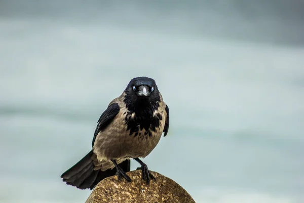 Kråka Ser Med Blå Ögon Natur Vinter Fågel — Stockfoto