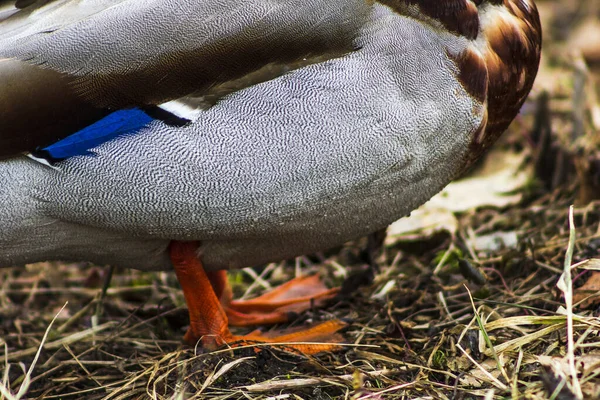 Утиные Ноги Красивые Раскраска Птиц Природа Гусей Озера — стоковое фото