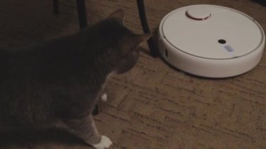 Kedi, robot bir elektrikli süpürgeyle kavga ediyor. Pençeyle vur..