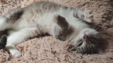 Sevimli kedi yatakta pençelerini sallıyor ve yastığını kırıştırıyor.