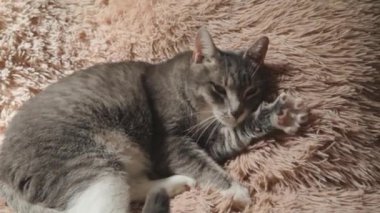 Sevimli kedi yatakta pençelerini sallıyor ve yastığını kırıştırıyor.