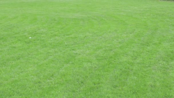 芝生の質感を刈る庭のコンセプトケア庭の芝生のトリム緑の色 — ストック動画
