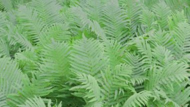 Vahşi eğreltiotu tropik doğada 