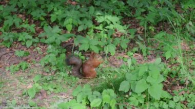 Ormandaki sincap yaprakları kemirir.