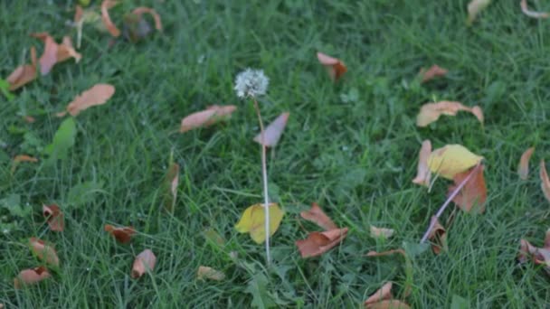 Κίτρινα Φύλλα Στο Πράσινο Γρασίδι Νωρίς Φθινόπωρο Φύση Των Εννοιών — Αρχείο Βίντεο