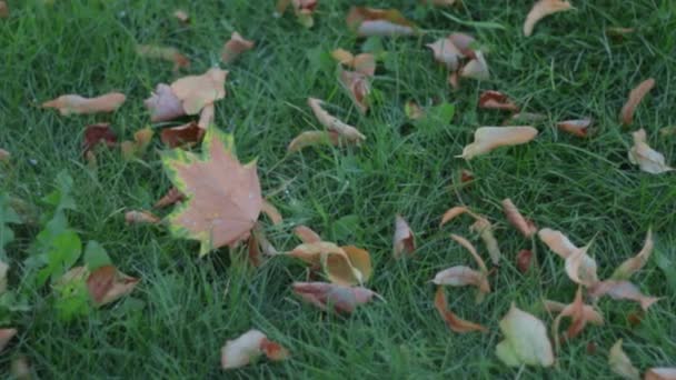Sonbaharın Başlarında Yeşil Çimlerin Üzerinde Sarı Yapraklar Kavramsal Arka Plan — Stok video