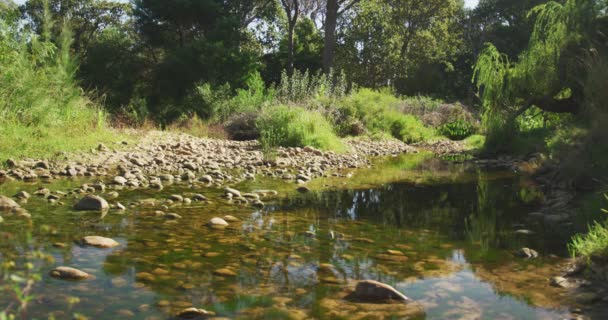 Widok Rzekę Lesie Słoneczny Dzień Zwolnionym Tempie Ekologia Odpowiedzialność Społeczna — Wideo stockowe