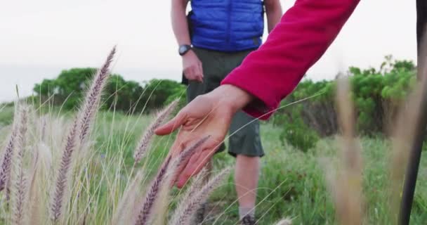 Caminhante Sênior Casal Com Mochilas Tocando Grama Selvagem Enquanto Caminhando — Vídeo de Stock