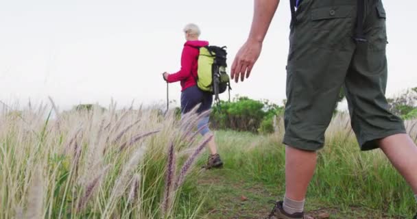 Widok Tyłu Starszego Turysty Mężczyzna Plecakiem Dotykając Dzikiej Trawy Podczas — Wideo stockowe