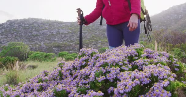 山の中の芝生のフィールドに野生の花に触れるリュックやハイキングポール付きのシニアハイカーの女性 トレッキング ハイキング アクティビティ 冒険の概念 — ストック動画