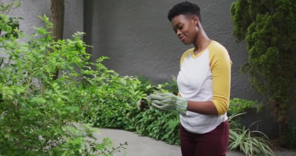 Femme afro-américaine portant des gants de jardinage coupant des feuilles de plantes dans le jardin — Video