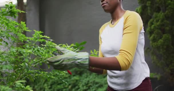 Afrikansk amerikansk kvinna bär trädgårdshandskar skära blad av växter i trädgården — Stockvideo