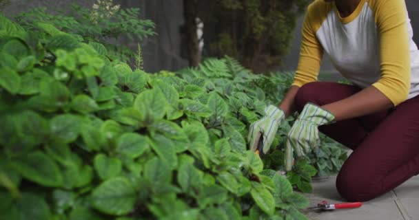 Afroamerikanerin trägt Gartenhandschuhe beim Gärtnern im Garten — Stockvideo