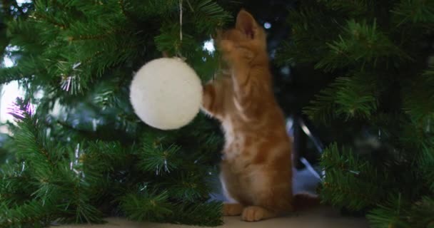 Kızıl Kedi Evde Duruyor Bir Noel Ağacı Süsüsüyle Oynuyor Evcil — Stok video