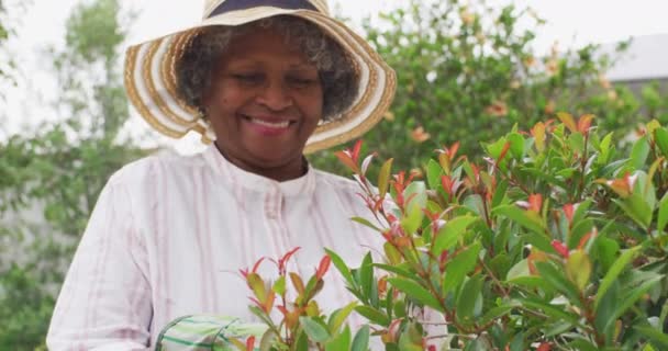 Seniorin aus Afrika trägt Gartenhandschuhe und schneidet Pflanzen im Garten — Stockvideo